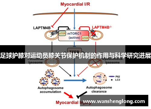 足球护膝对运动员膝关节保护机制的作用与科学研究进展